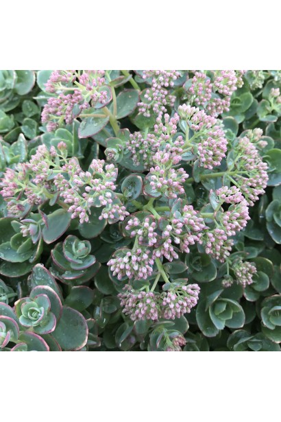 Седум широколистий Лайм Зінгер цвітіння